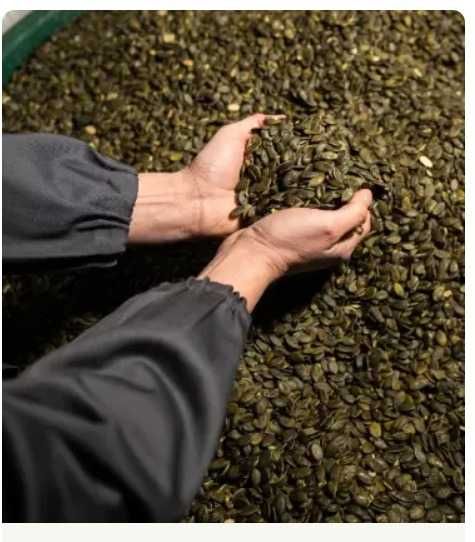 Semințe de dovleac Styria pentru semănat