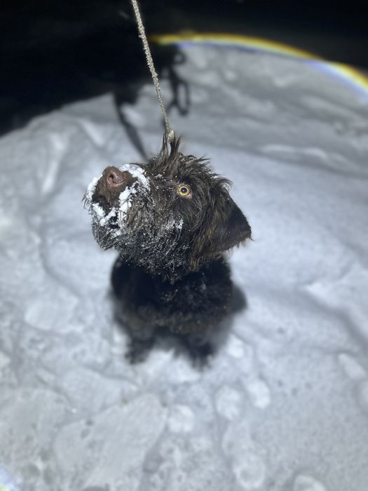 Продам щенка дратхаара