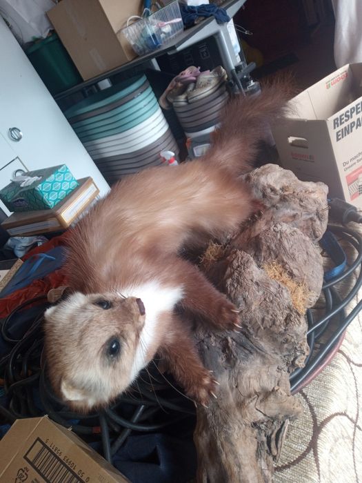 vând  diverse  piese de colecție taxidermie