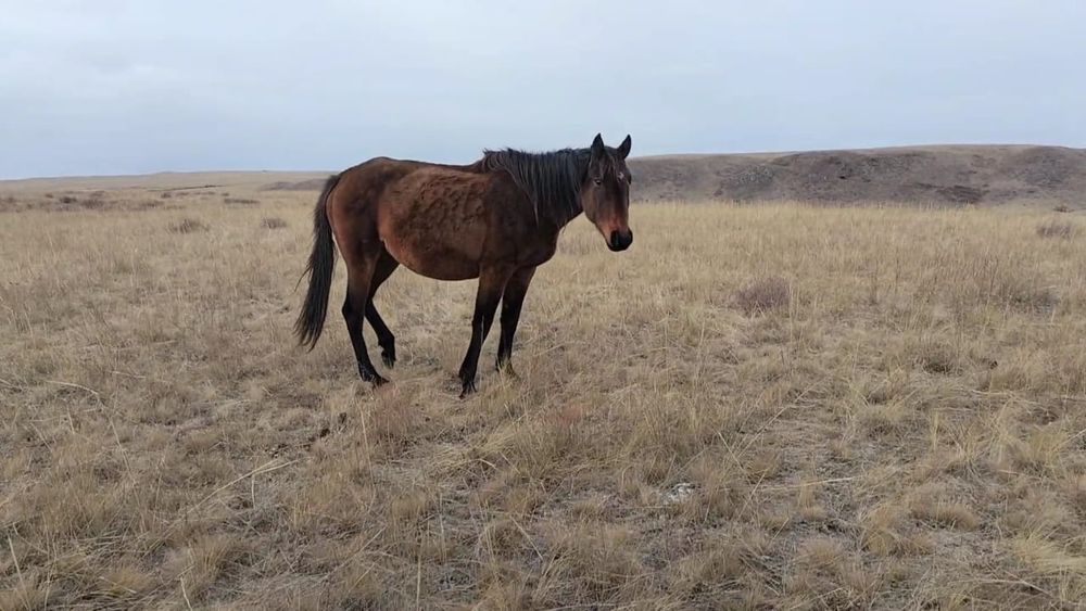 Продам байтал. Продается лошадь