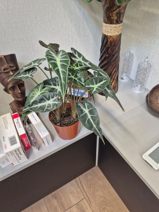 Продам комнатные цветы