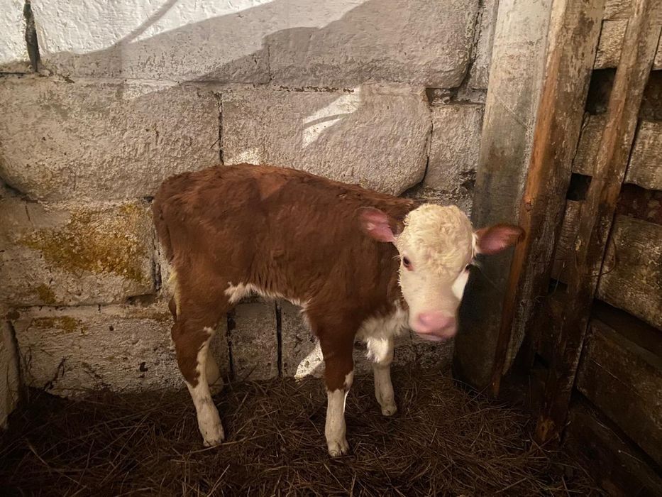 Продам телёнка (тёлочка) недельный