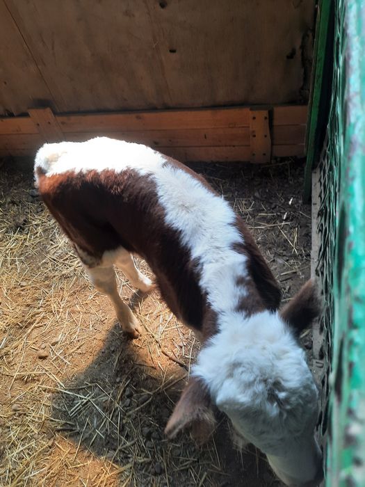 Продам тёлочку бычка