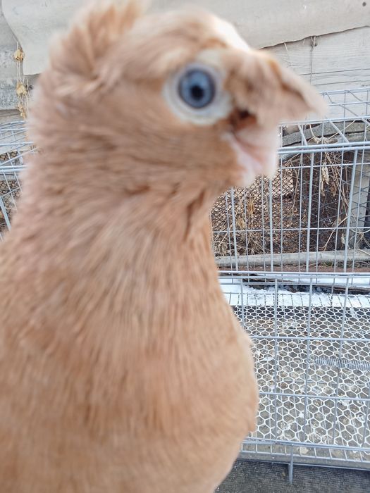 Продам голубей хороших