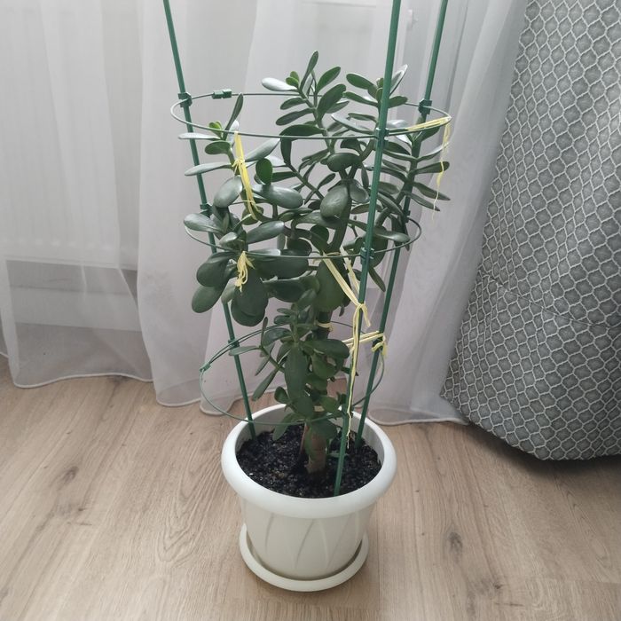 Бөлме гүлдері сатылады