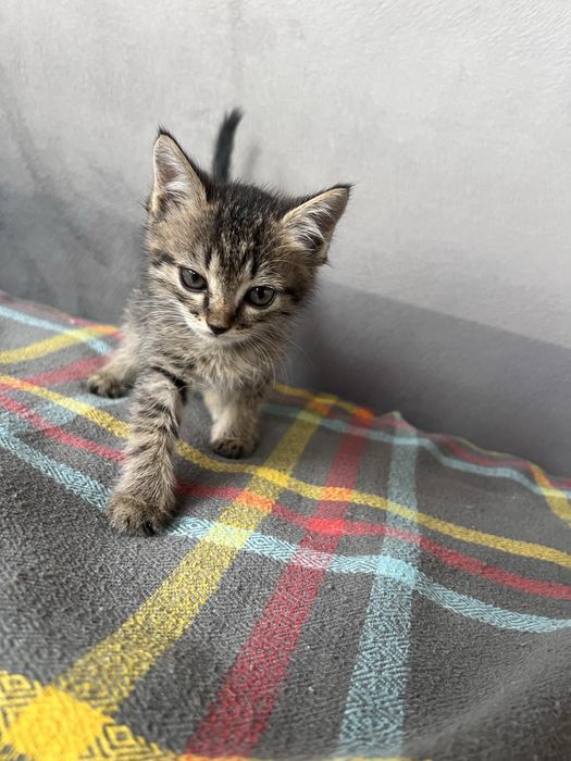 Котята бесплатно