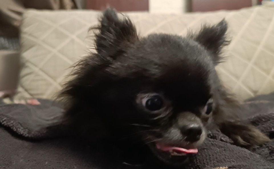 Продажа кобель Чихуахуа ( миник)