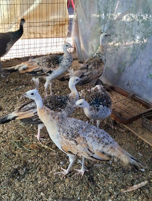 Pui paun umăr negru