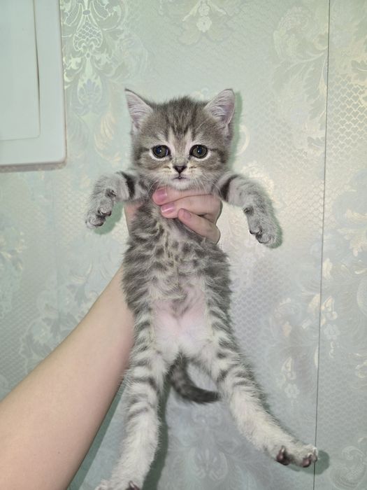 Девочка Скоттиш-Страйт