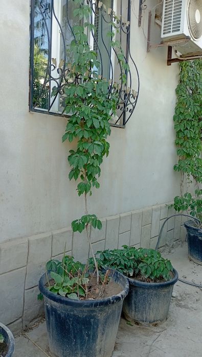 Дикий виноградый