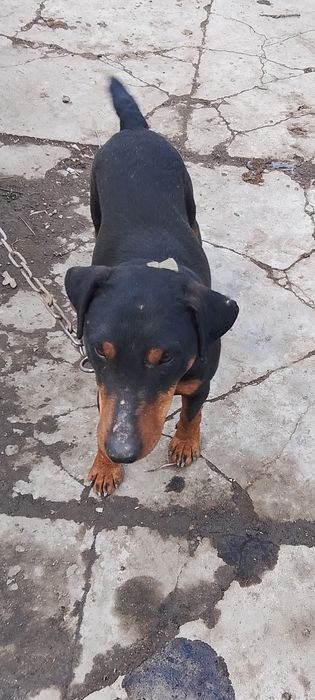 Яктерьер кабель вязка