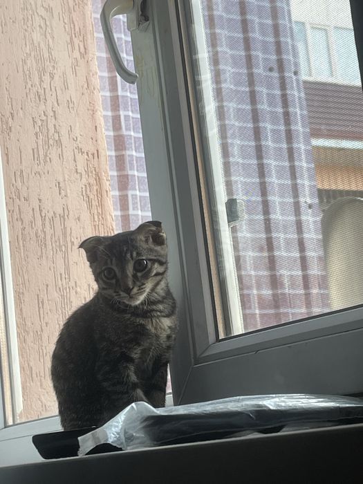 Мысық сатылады 25.30 мын келісеміз