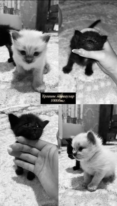 Продам сиамси котят 1,5месяца