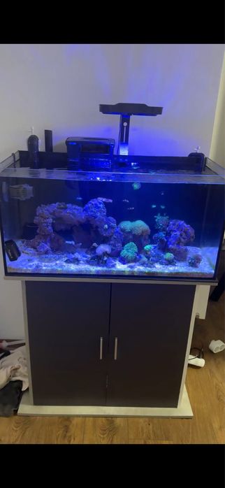 Set Acvariu marin, Dulap, Sump, Lumina