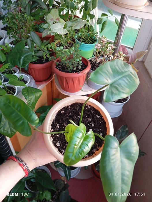 Комнатные растения продам