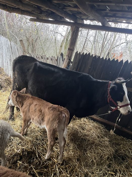 Vand vacă cu vițea