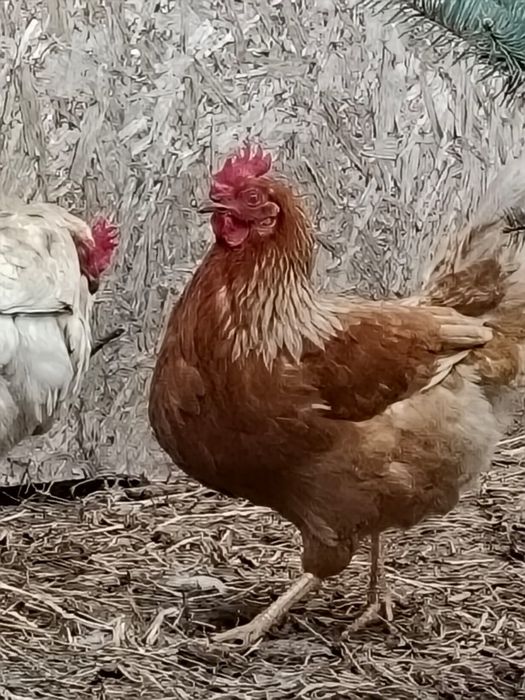 Куры несушки. Несуд даже зимой