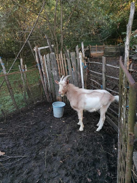 Vând țap rasa saanen