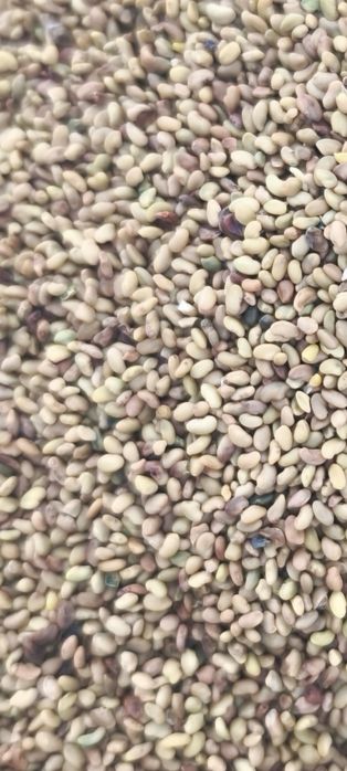 ЛЮЦЕРНОВО СЕМЕ българско и внод