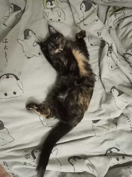 Стерилизованная кошечка