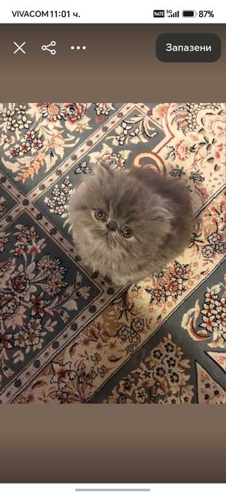 Сладки персийски котета