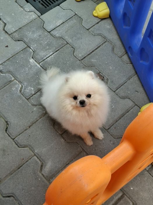 Mascul Pomeranian