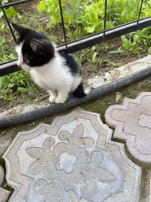 Отдам котенка в добрые руки