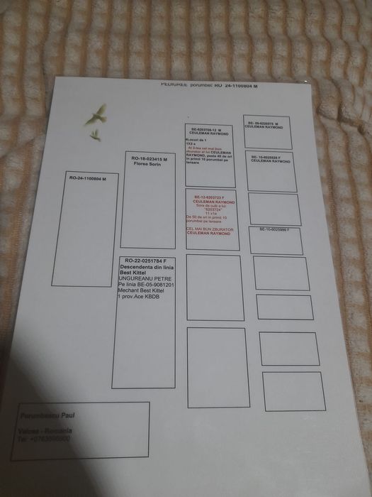 Disponibil doi mascul pentru doritori!