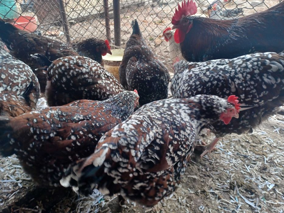 Ouă de sussex porțelan