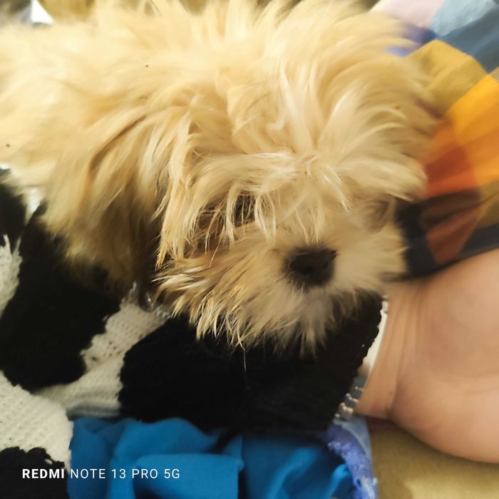 Petsitting & dresaj caini - experienta cu caini dificili/ anxiosi