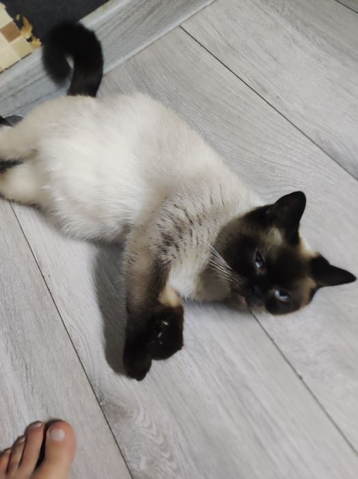 Продаются тайские котята
