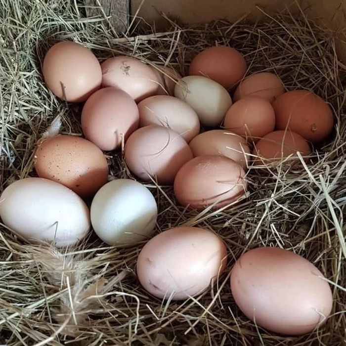 Продам свежие яйца