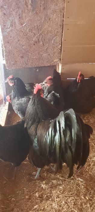 Disponibil pasari ,ouă de incubat și puișori