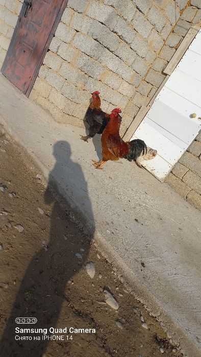 3-5 мың арасындағы жас қораздар