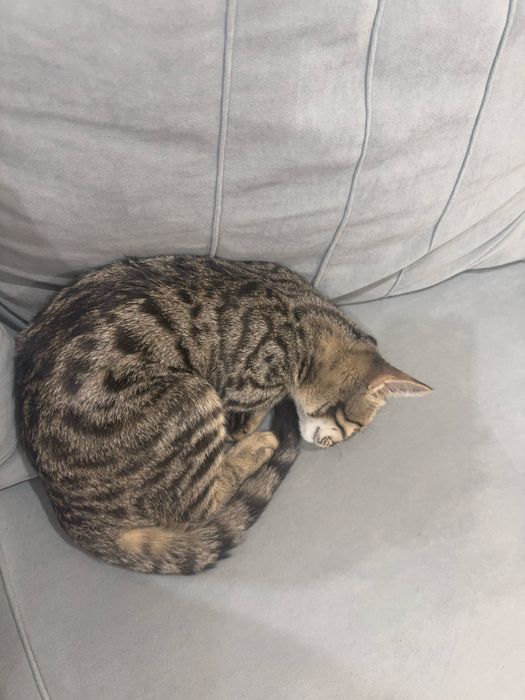 Отдам котенка бесплатно