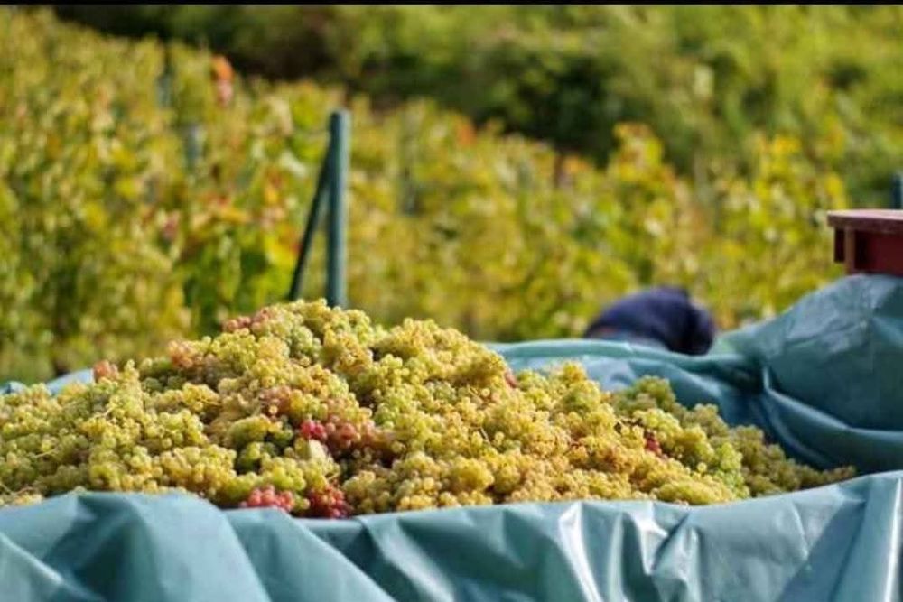 Struguri de Vin 2025