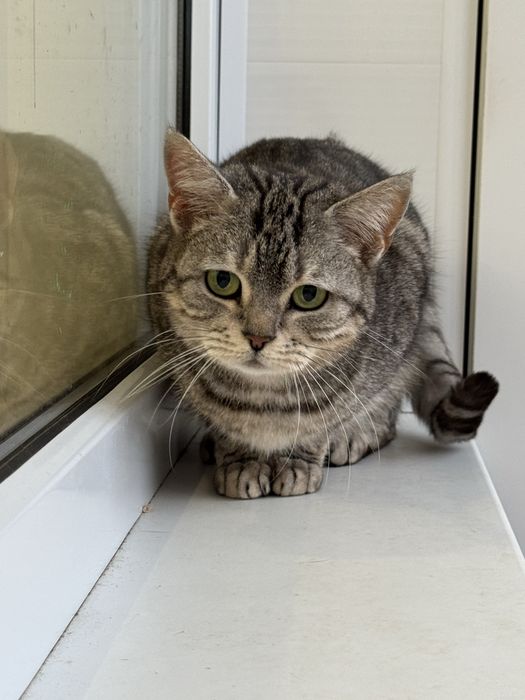 Отдам кошку стерилизованна