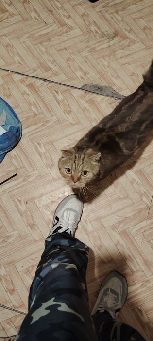 Отдаю кота кострирован *