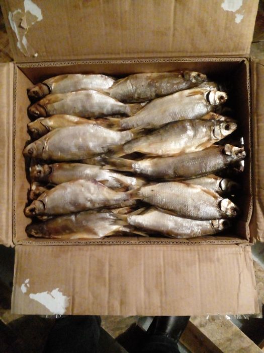 Ревец   Лещ  Чехонь