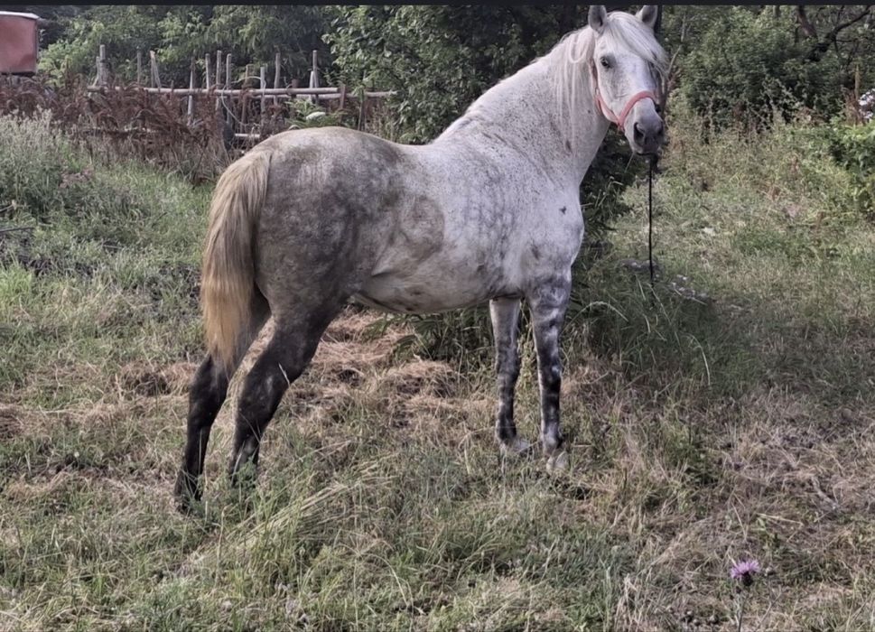 Vând o pereche de cai