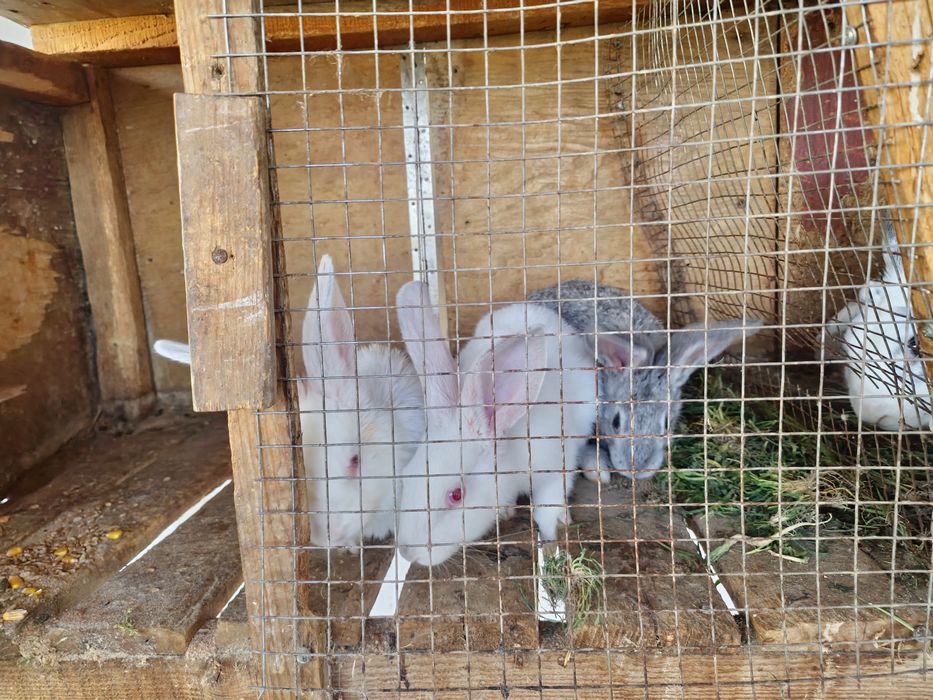 Кролики продам 3шт