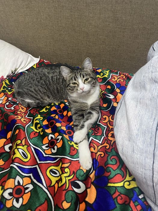 Пропала кошка Ника