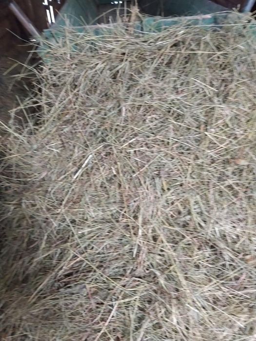 Fân si baloti de vanzare