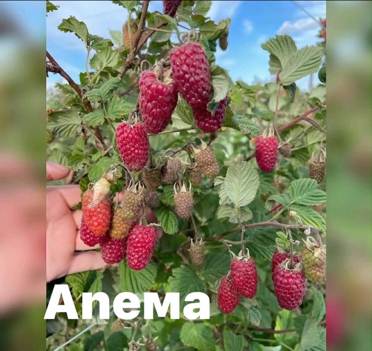 Разсад ягоди и малини