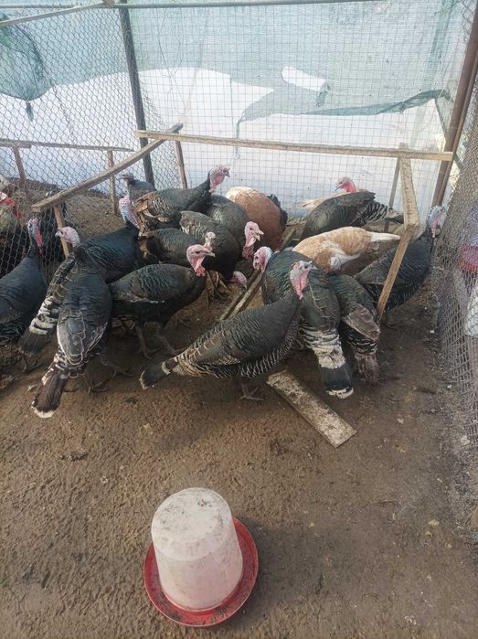 Продавам домашни пуйки.