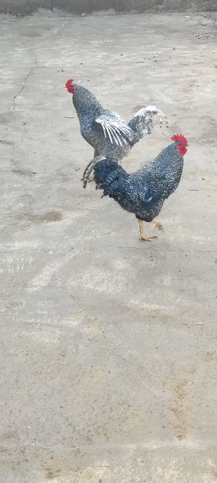 Кораздар сатылады