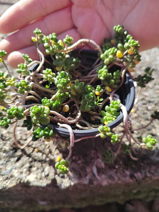 Дебела Мара, Делосперма, Хлорофитум, Фаларис и други