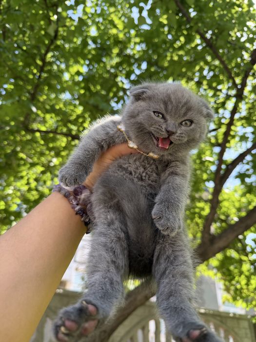 Mushuk Cat Koshka