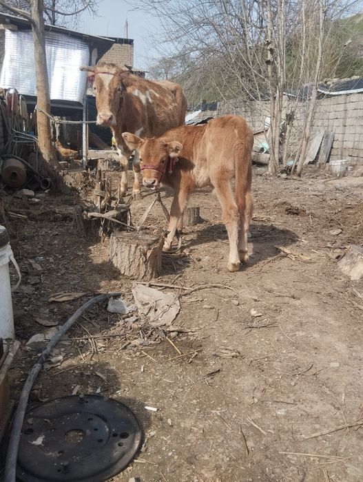 Ona bola sigir sotiladi