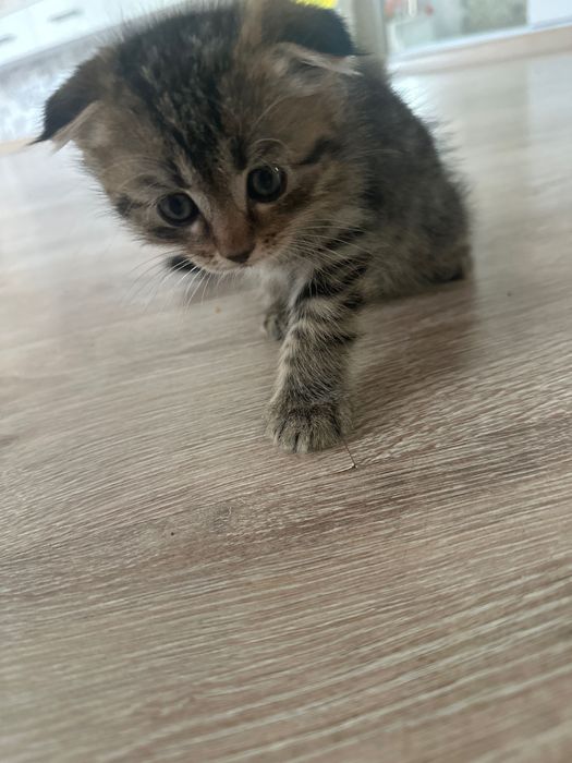 Породистые Котята